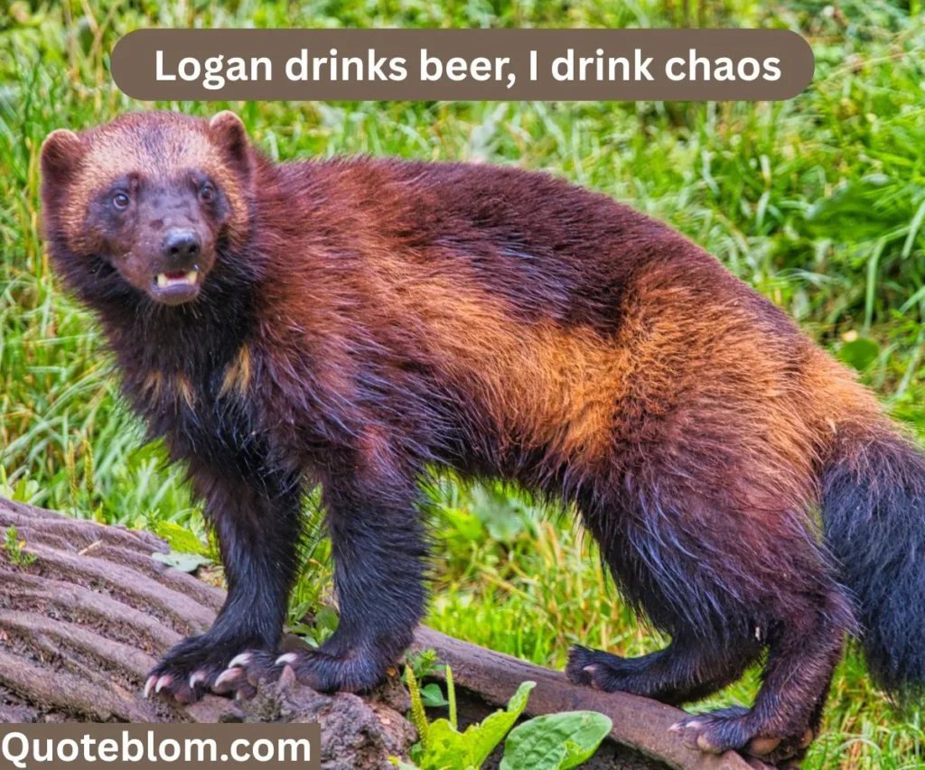 Deadpool and Wolverine Quotes Funny