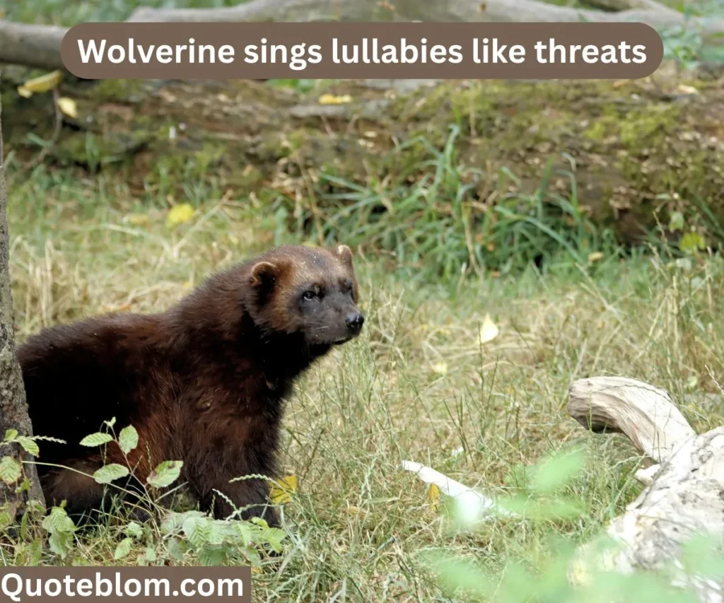 Funniest Deadpool and Wolverine Quotes