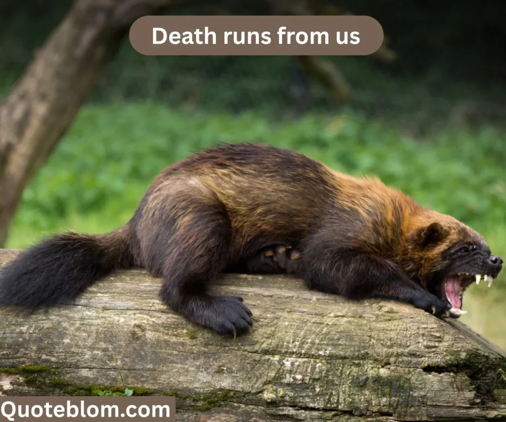 Iconic Deadpool and Wolverine Quotes
