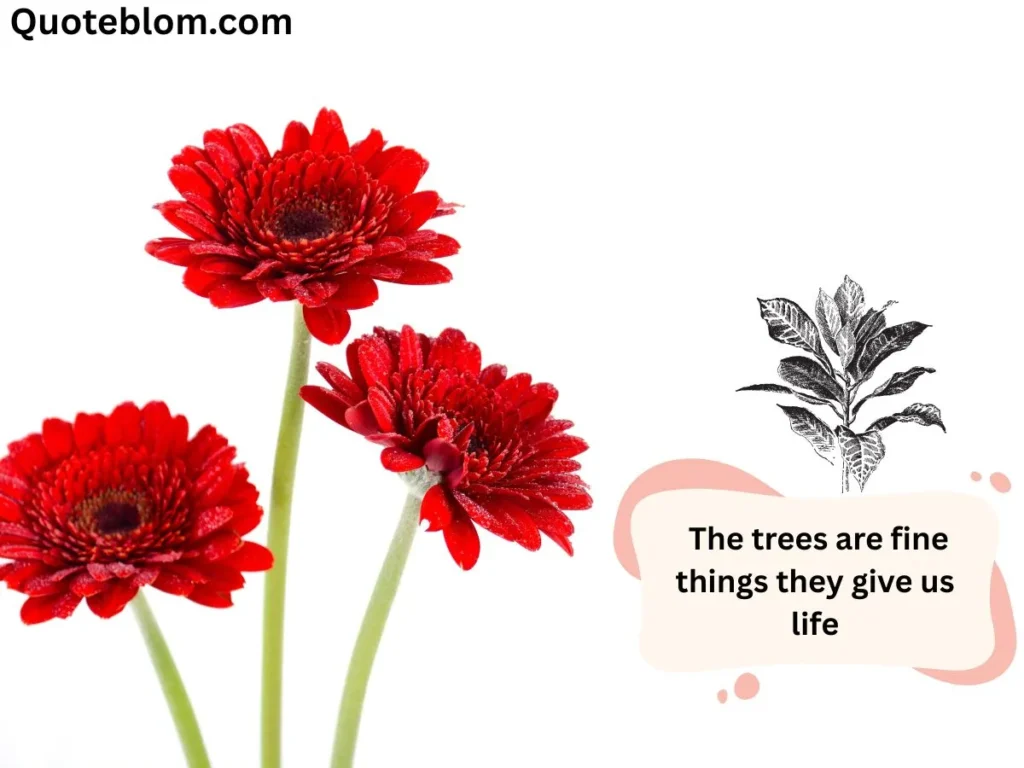  Lorax Quotes About Trees