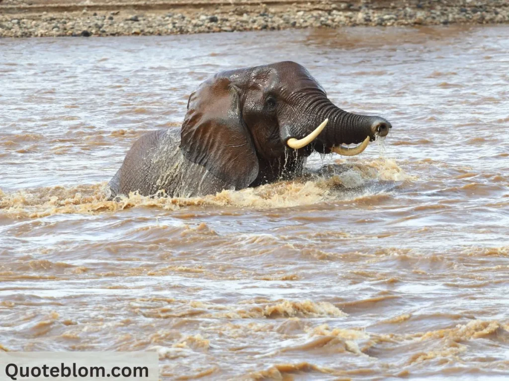 Waterboy Quotes Funny