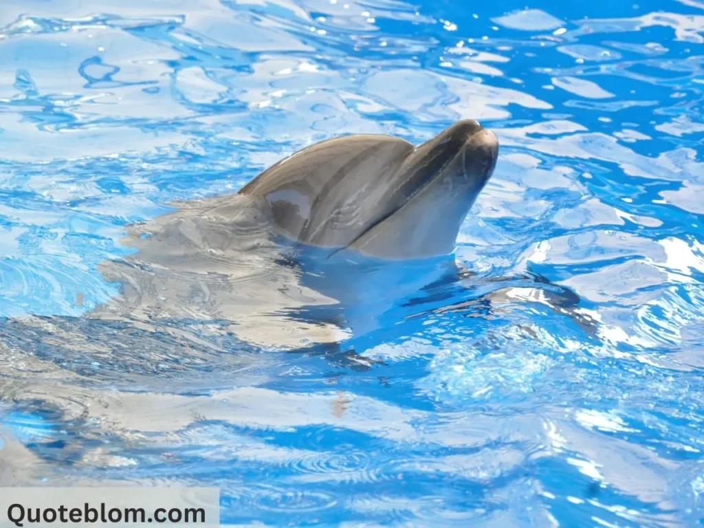 Waterboy Quotes Water