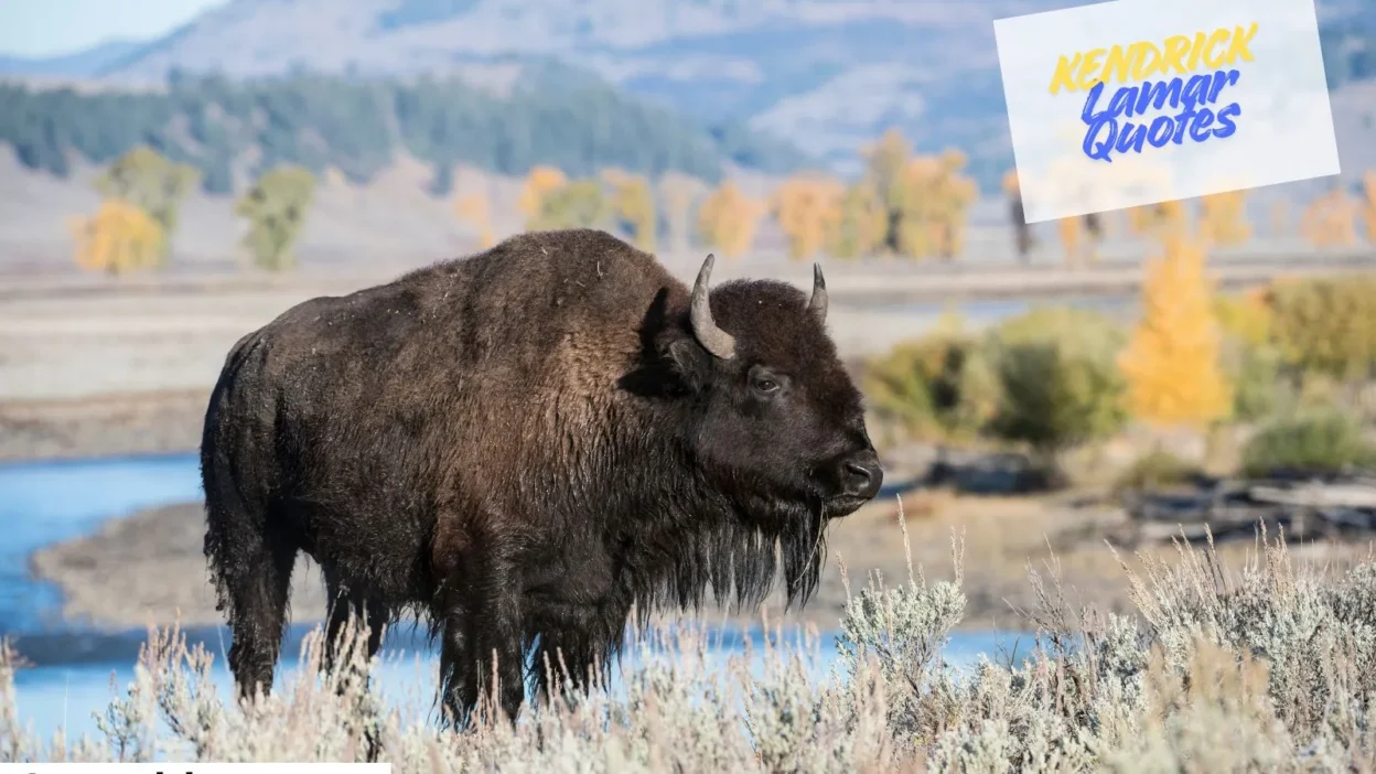 Kendrick Lamar Quotes