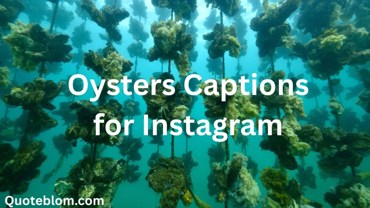 Oysters Captions for Instagram